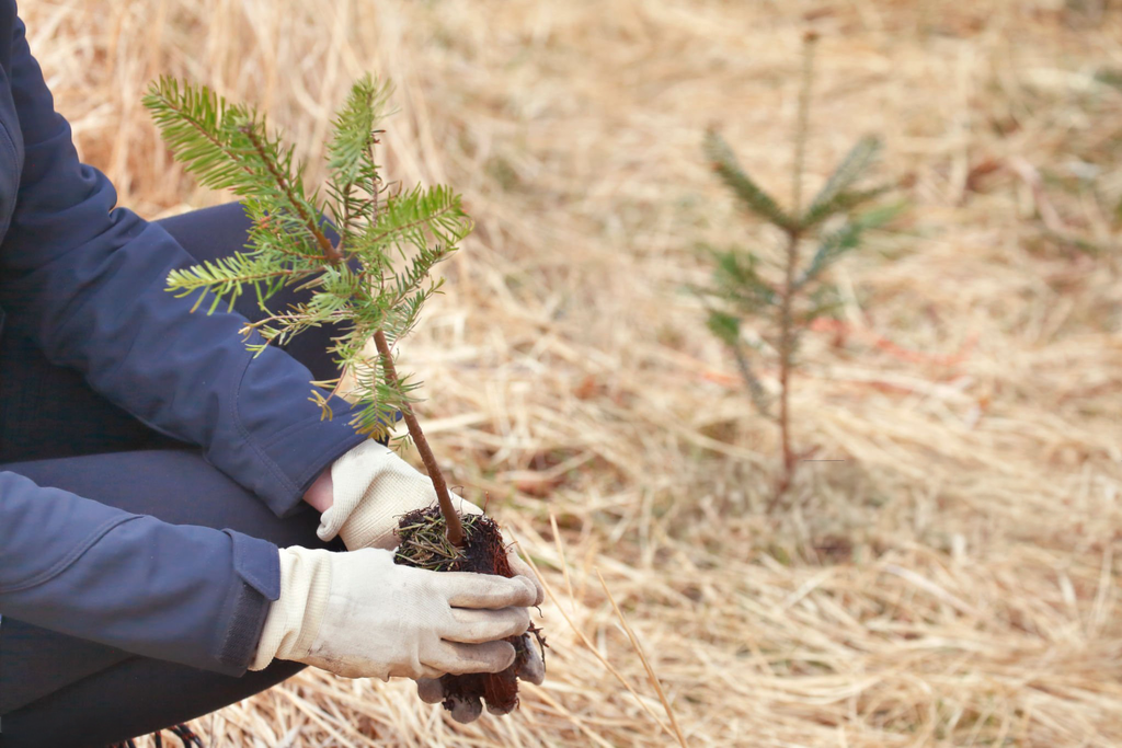 Professional tree planting project New Jersey