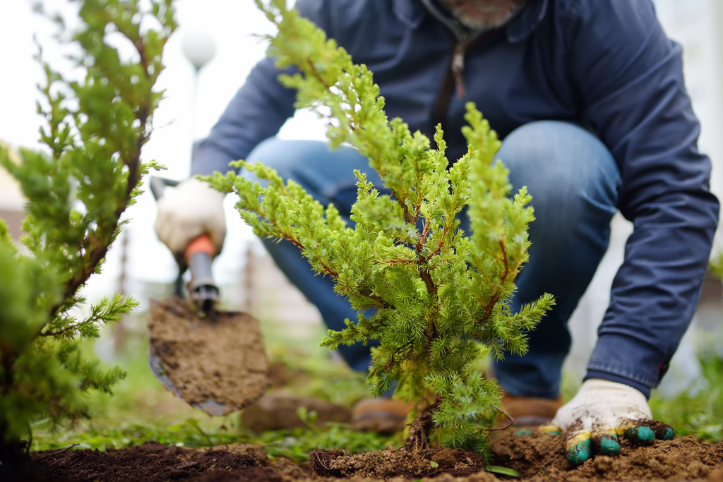 Tree planting Oakhurst service