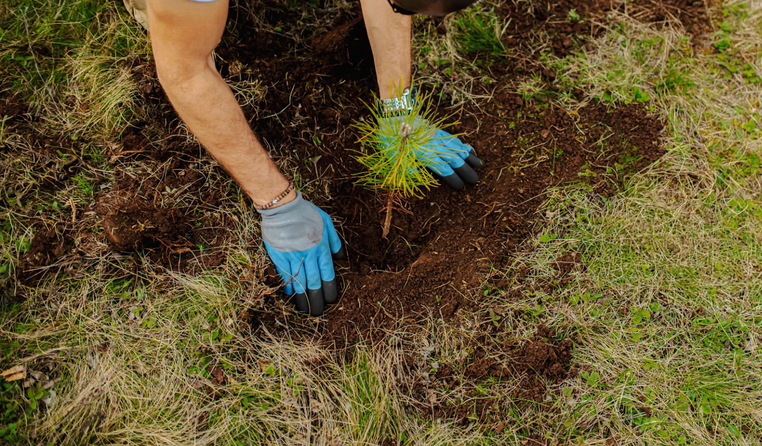 Tree planting service