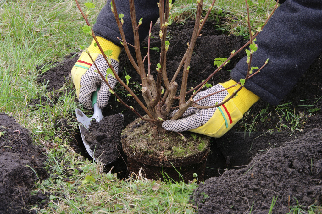 Tree planting projects New Jersey