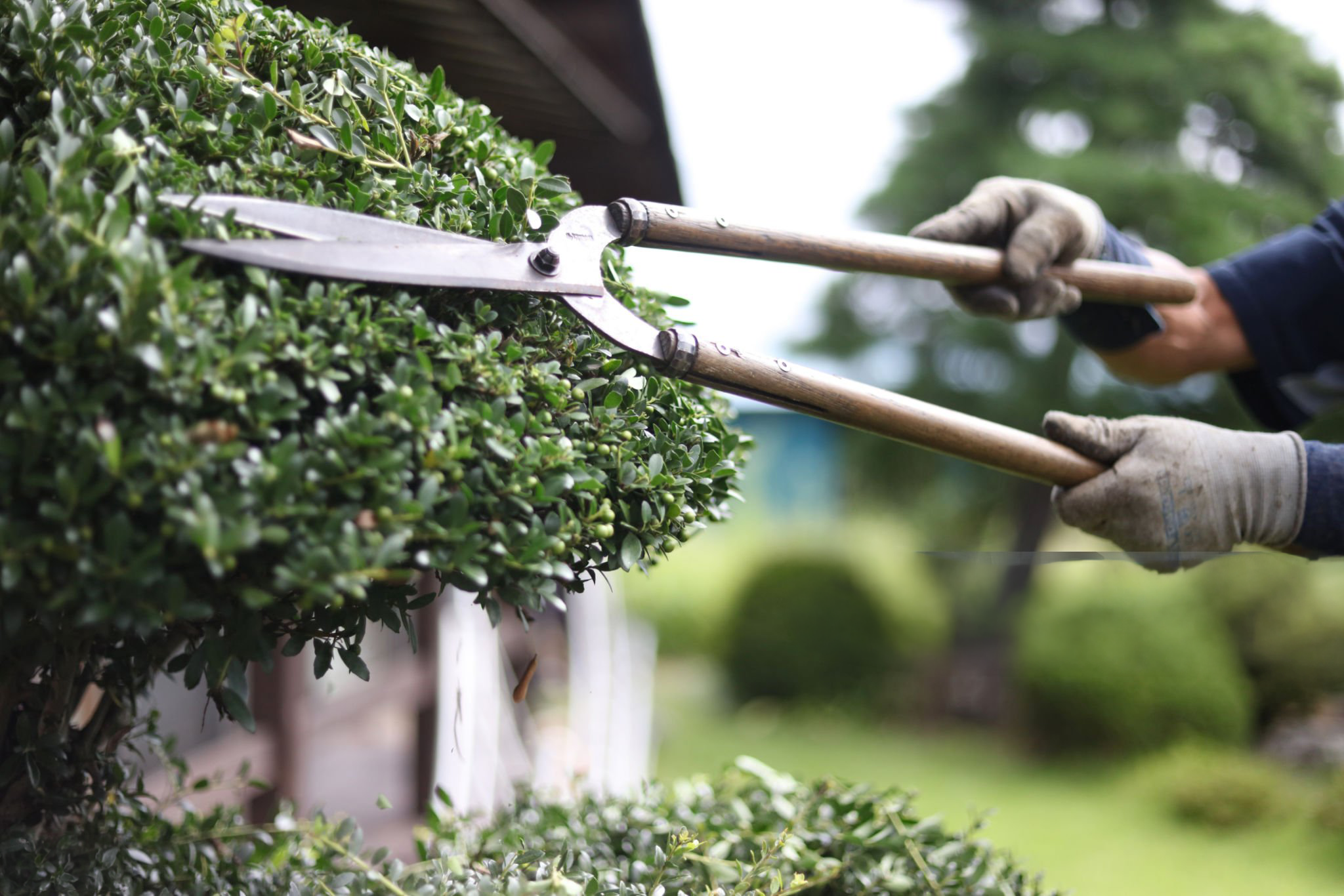 tree trimming Marlboro service with controlled branch cuts