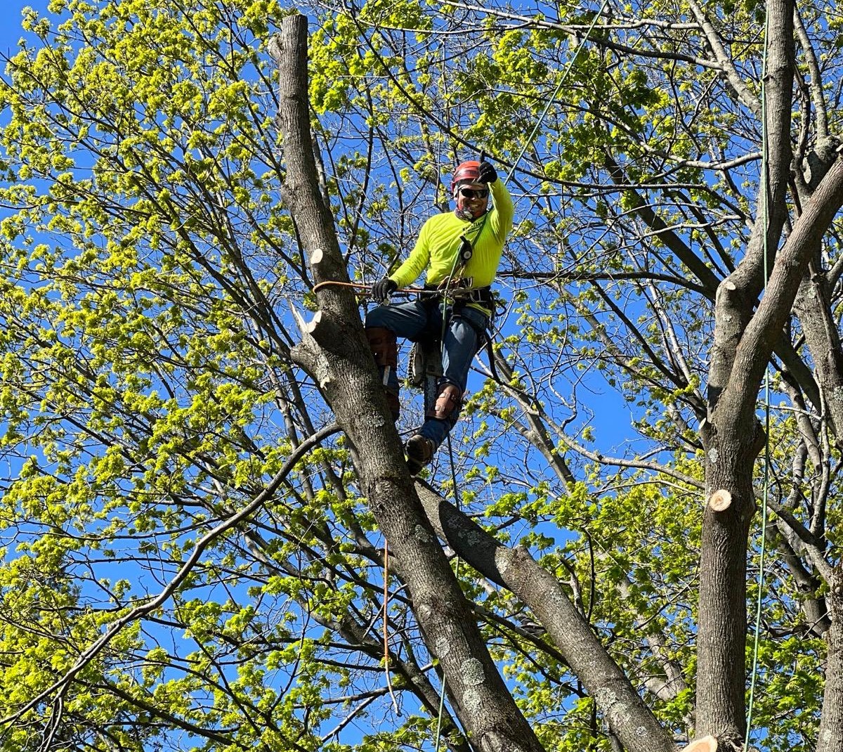 Commercial tree trimming projects New Jersey