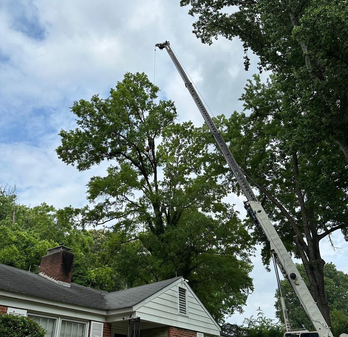 Tree service gallery New Jersey trimming image