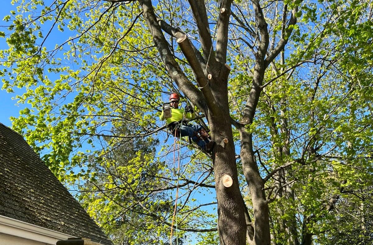 Tree care support for Howell outdoor spaces