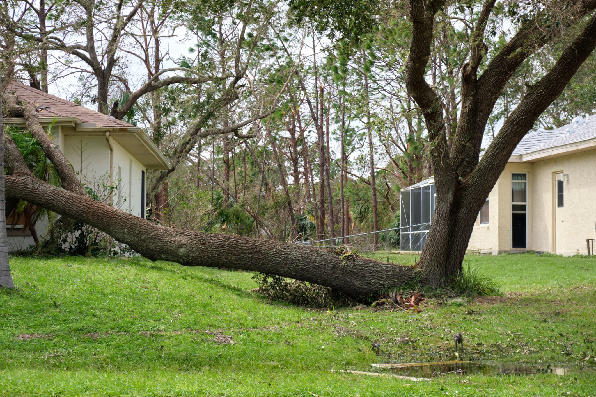 Tree maintenance Hazlet NJ service