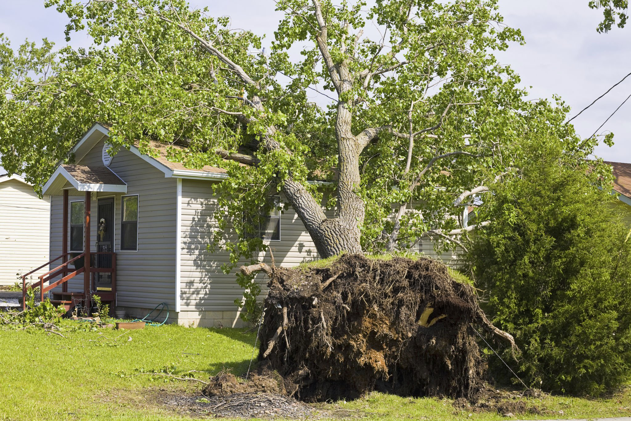 local tree company for residential tree service